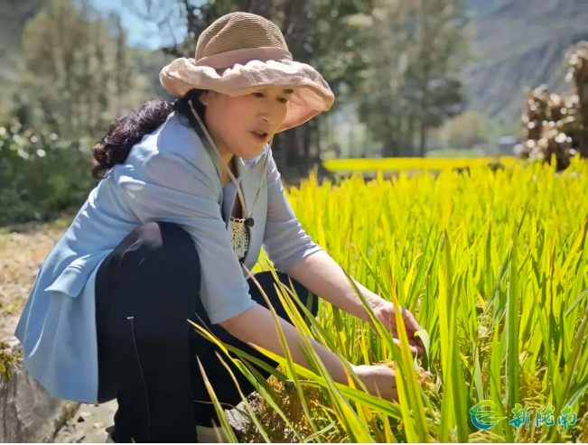 截图-2025年11月26日 15时28分4秒.png