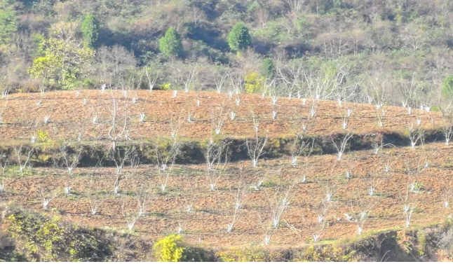 截图-2025年12月15日 18时5分51秒.png